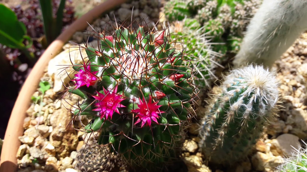 Flores  dos cactos : thelocactos bicolor 🌵❤