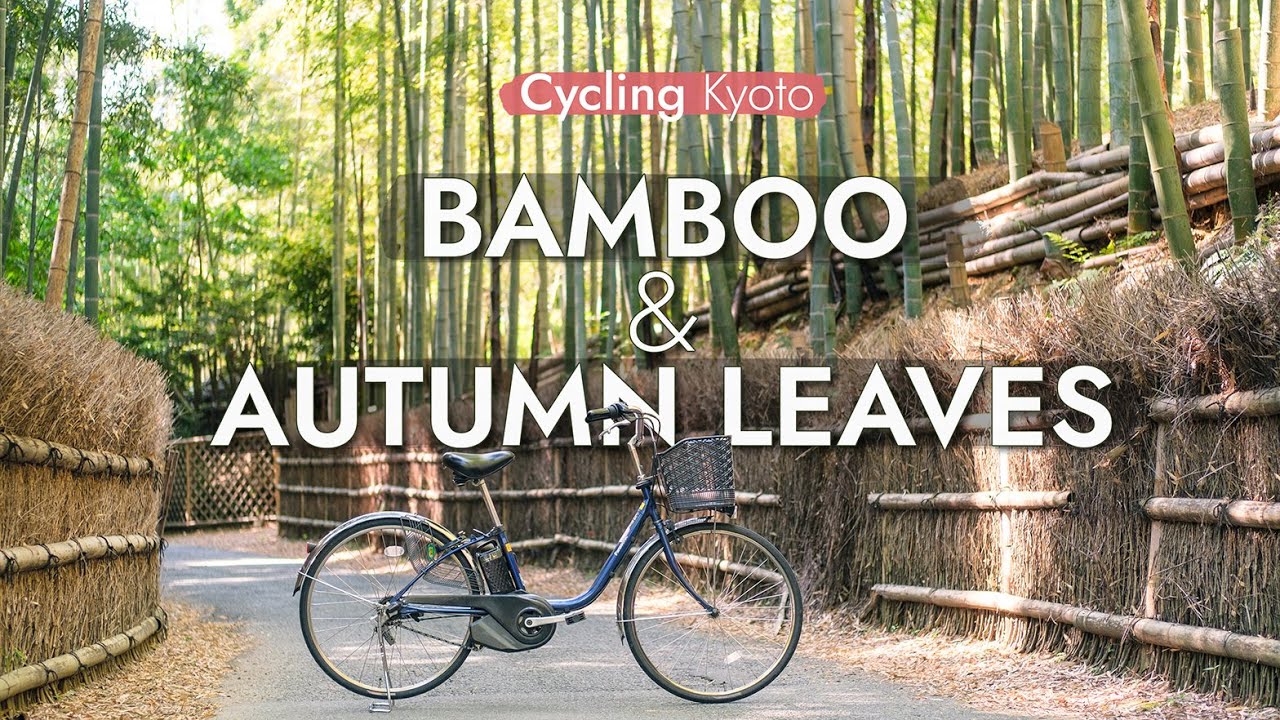 Bamboo Forest in Muko, Rakusai Bamboo Park and Autumn leaves - Cycling Kyoto
