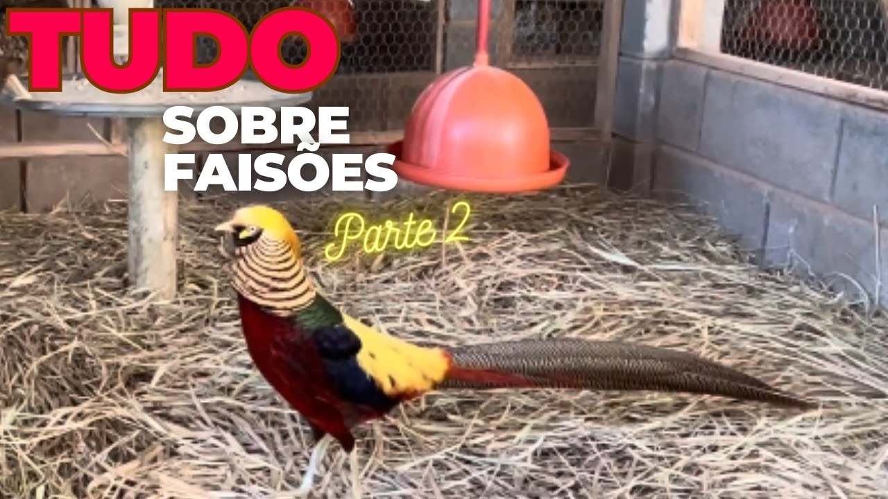 Criação de Faisão, Dicas para Ter Sucesso na Criação | Fazenda Vale Das Aves