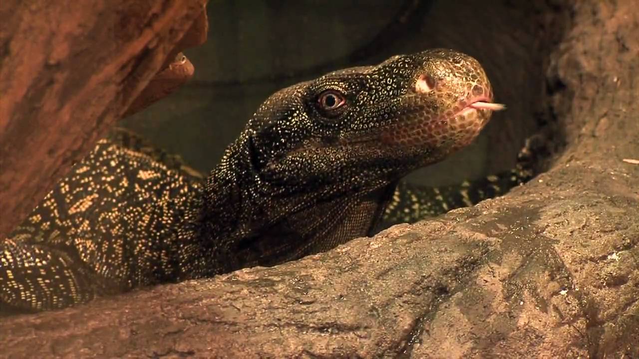 Crocodile Monitor Lizard-Cincinnati Zoo