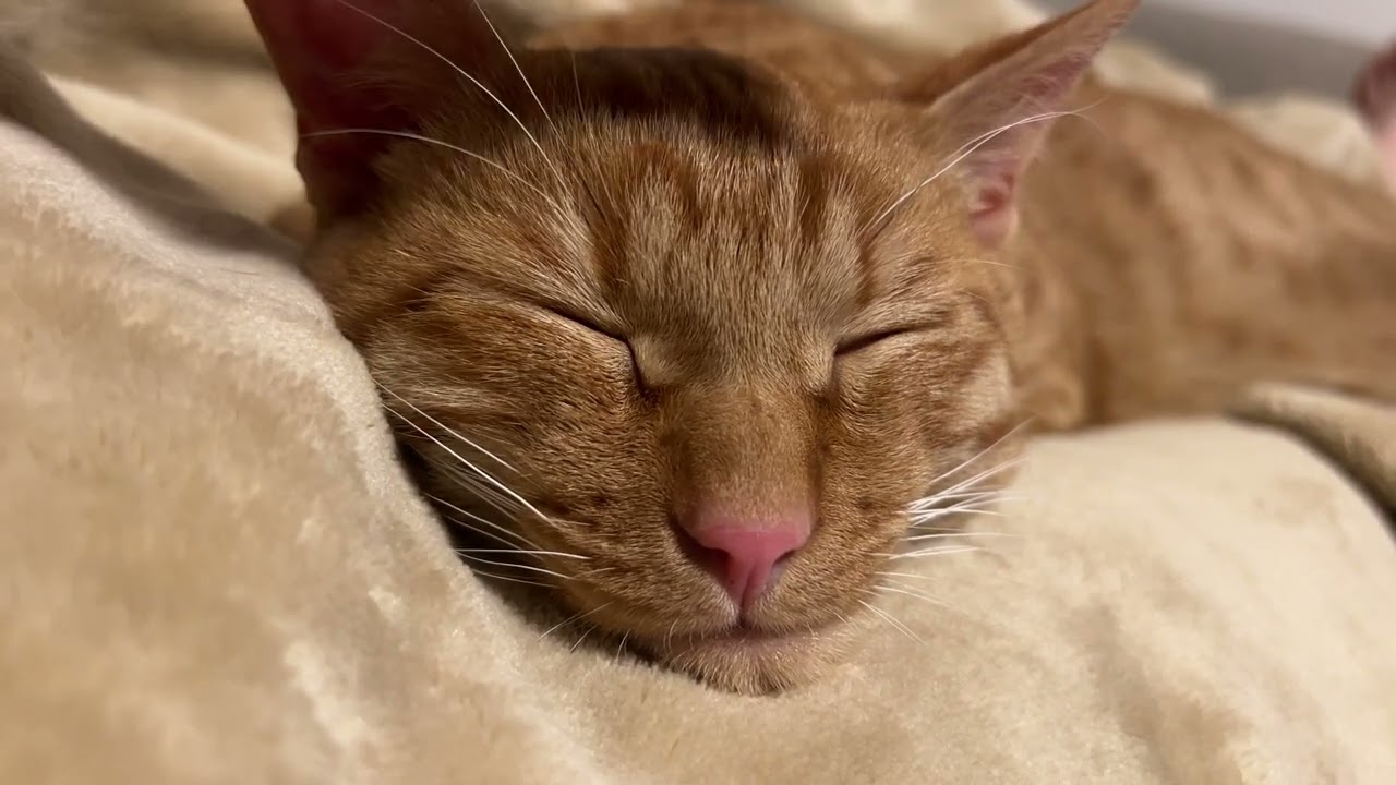 うさ耳スヤスヤ猫