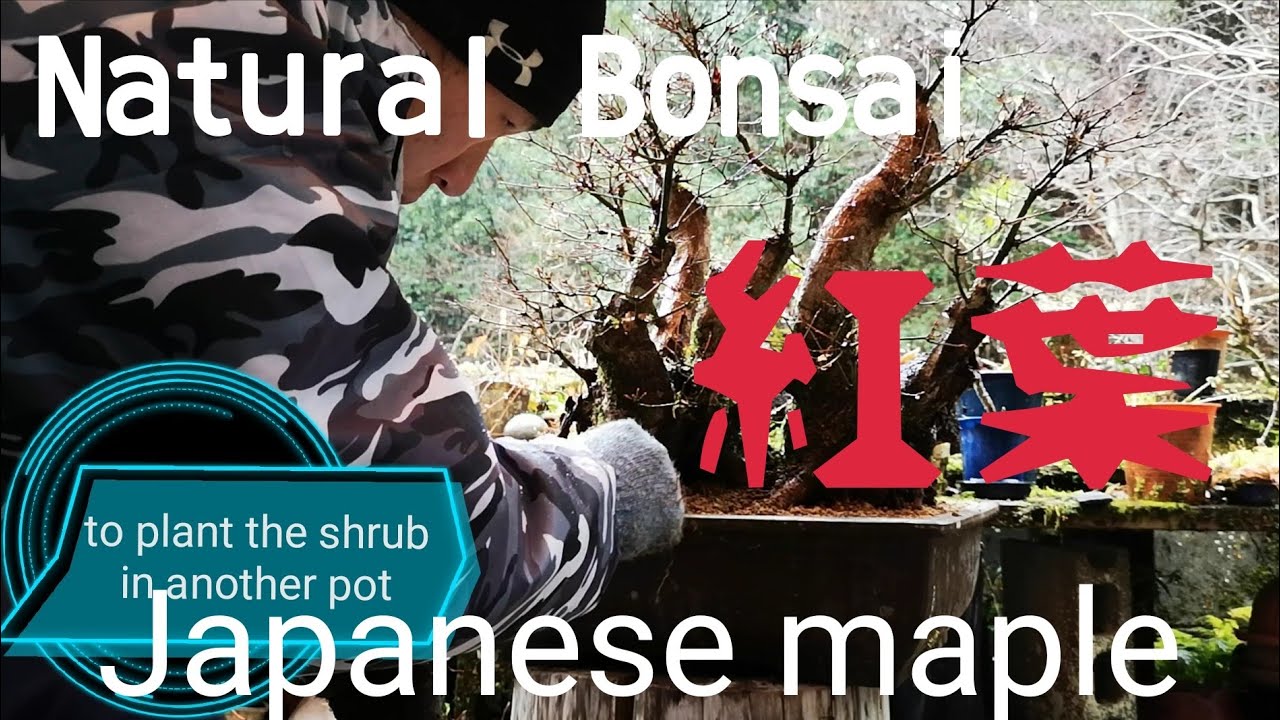 yamasibon＃40　Natural Bonsai「山採りして12年間、植え替えをしてこなかったモミジの古木の植え替え｣