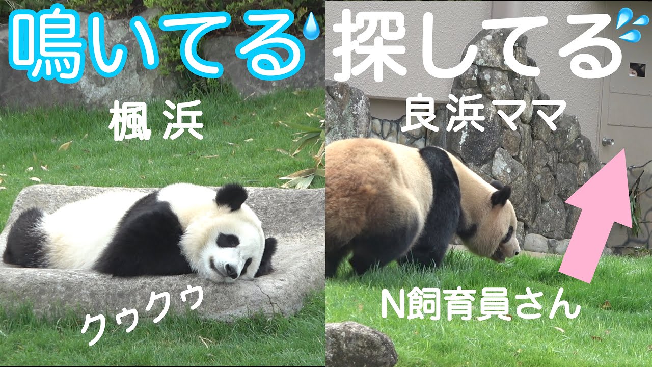 【速報😭楓浜クゥクゥ鳴き💧良浜ママをN飼育員さんが呼んでケア❤️】 楓ちゃんらうちゃんを見守る会 #ぽめぱん #PandaChannelbypomeranianfilm