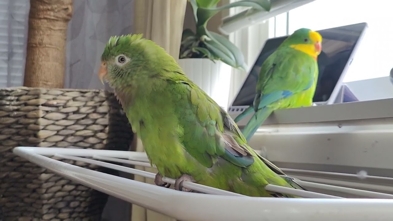 Barraband parakeet sounds. Sunday morning playtime.