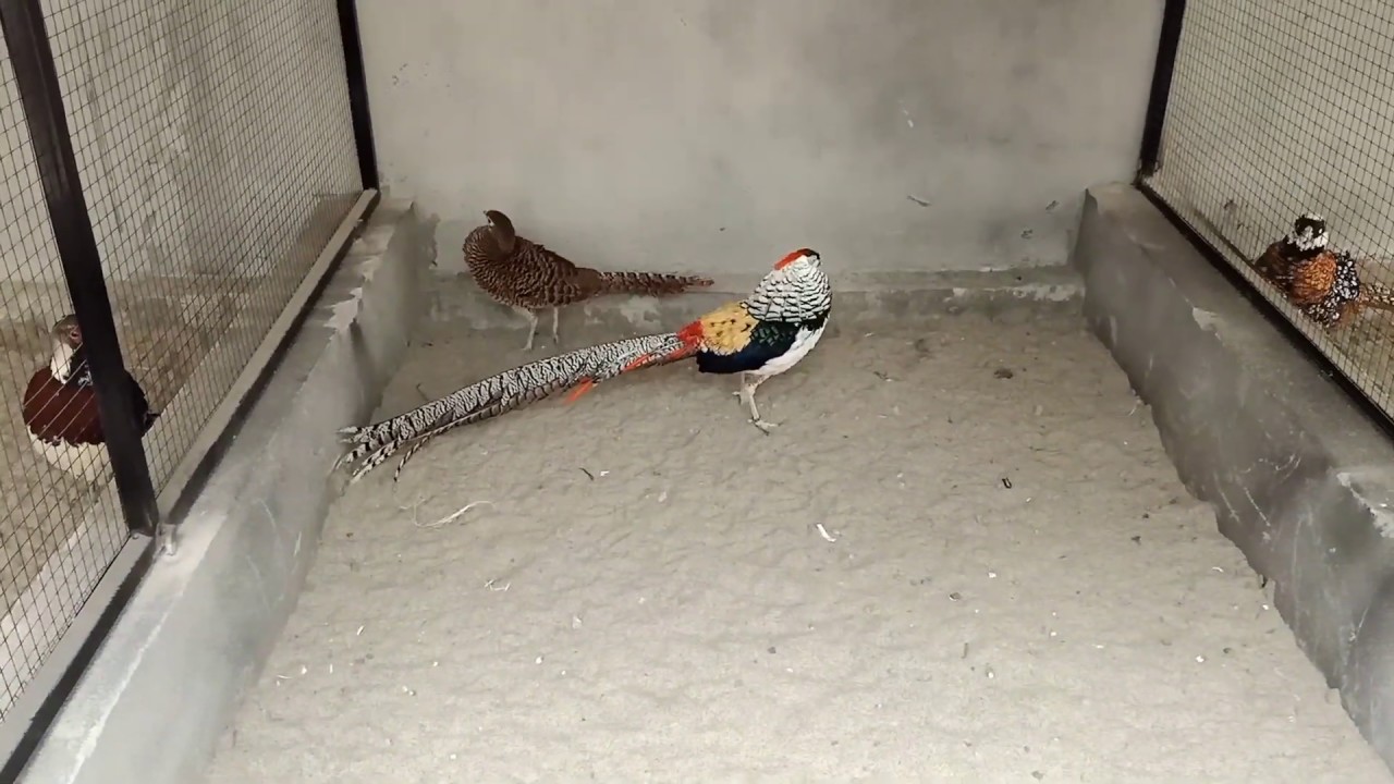 Pheasant Cages Setup Complete Review | Setup total cost | Cage Complete Update