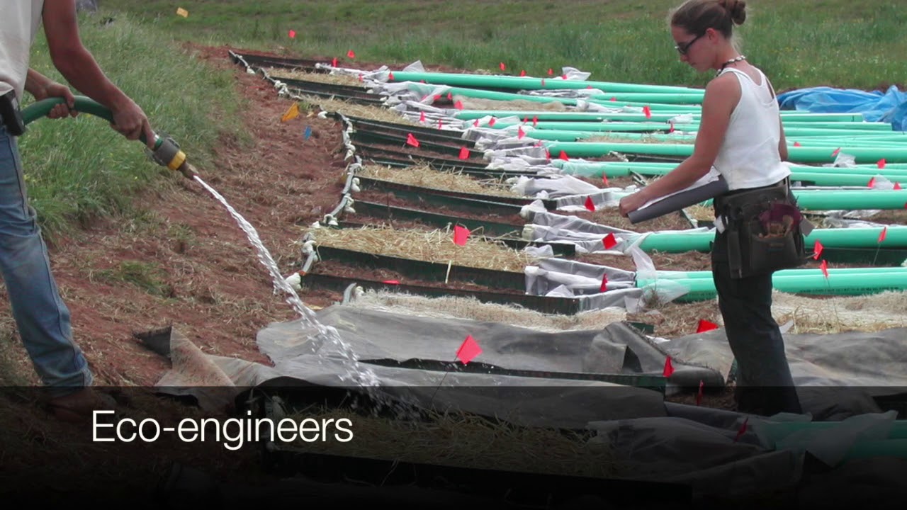 What Does Ecological Engineering Mean to Us?