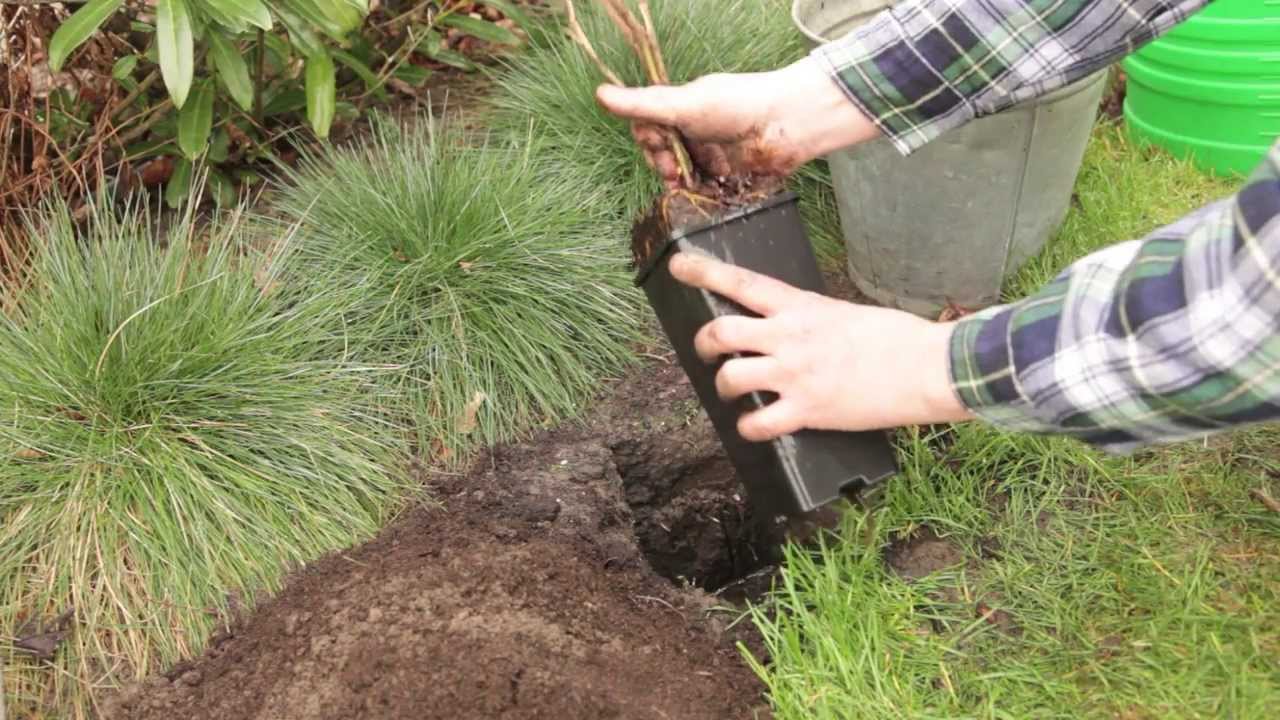 Plantation des groseilliers