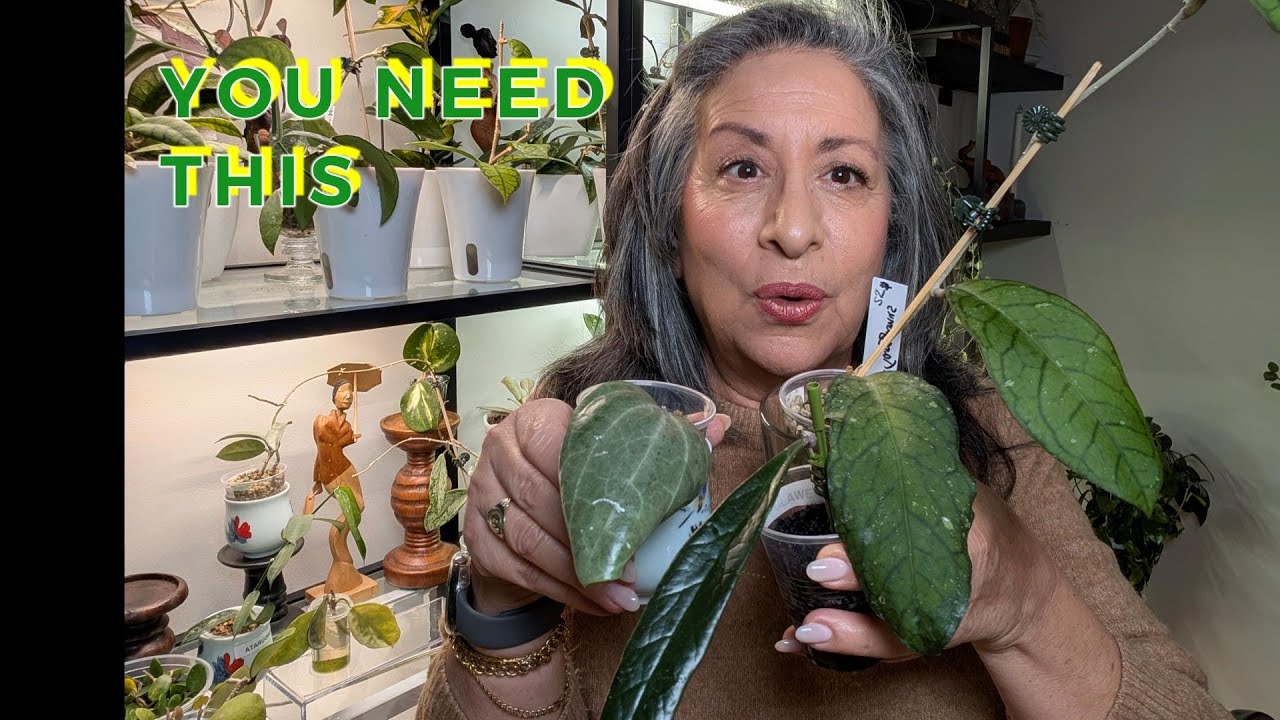 «8 новых сортов хойи, от которых коллекционеры без ума» 🌿