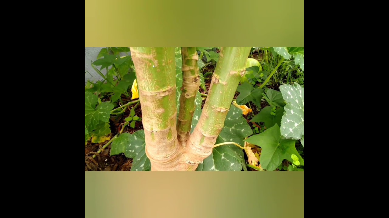 How to Keep Papayas Short