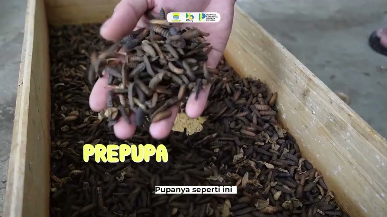 Budidaya Magot di Kota Bandung