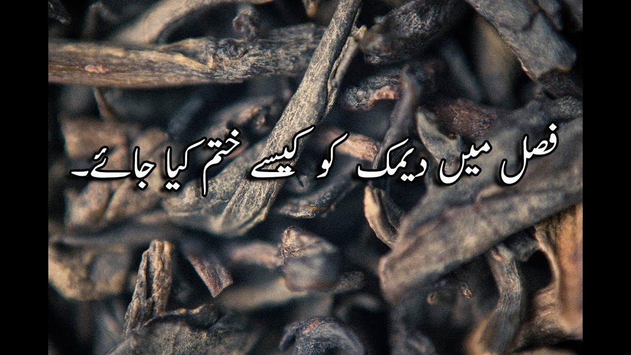 Termite |How to  Control Termite in Agriculture/Removing Termites |  |Dhimak Control in Crops|