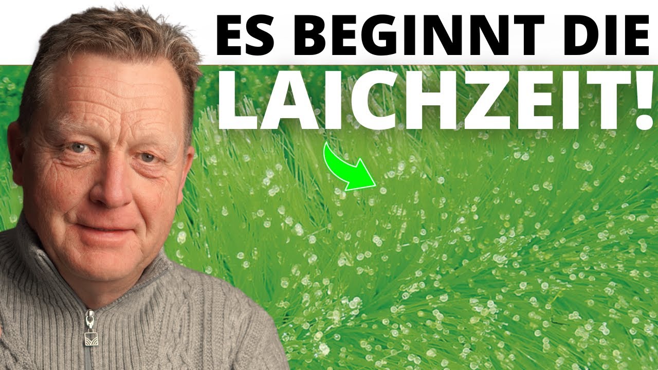 Es beginnt die Koi-Laichzeit!