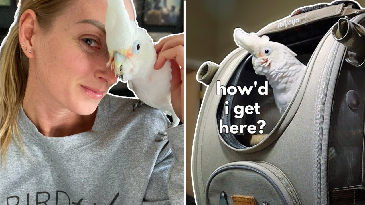 Training my Friend's Cockatoo to go in my Backpack!