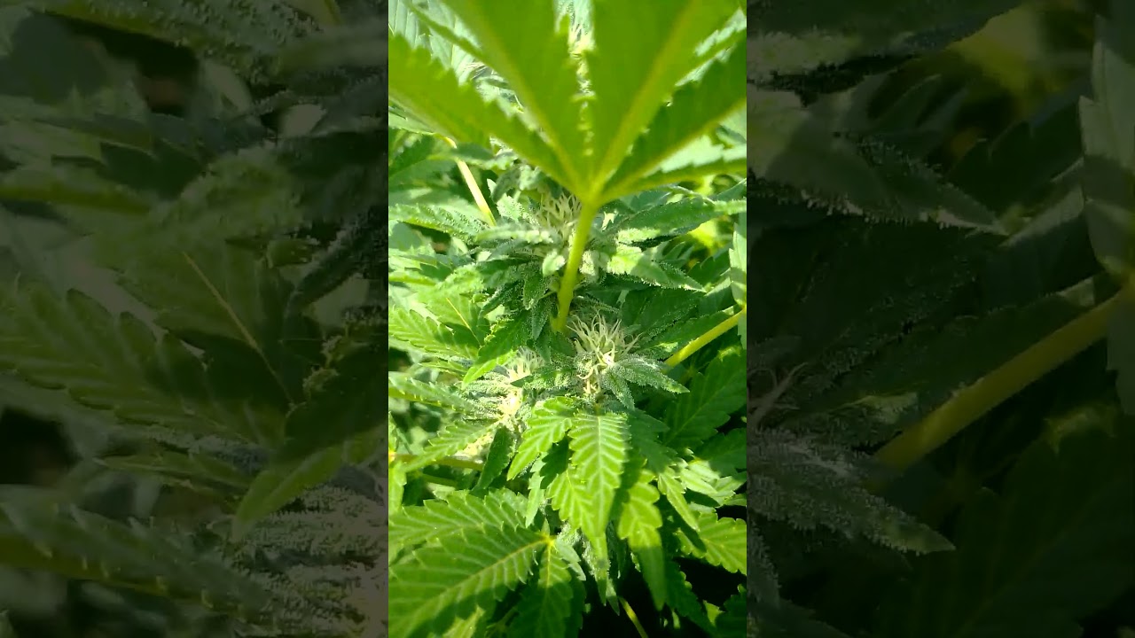 black domina