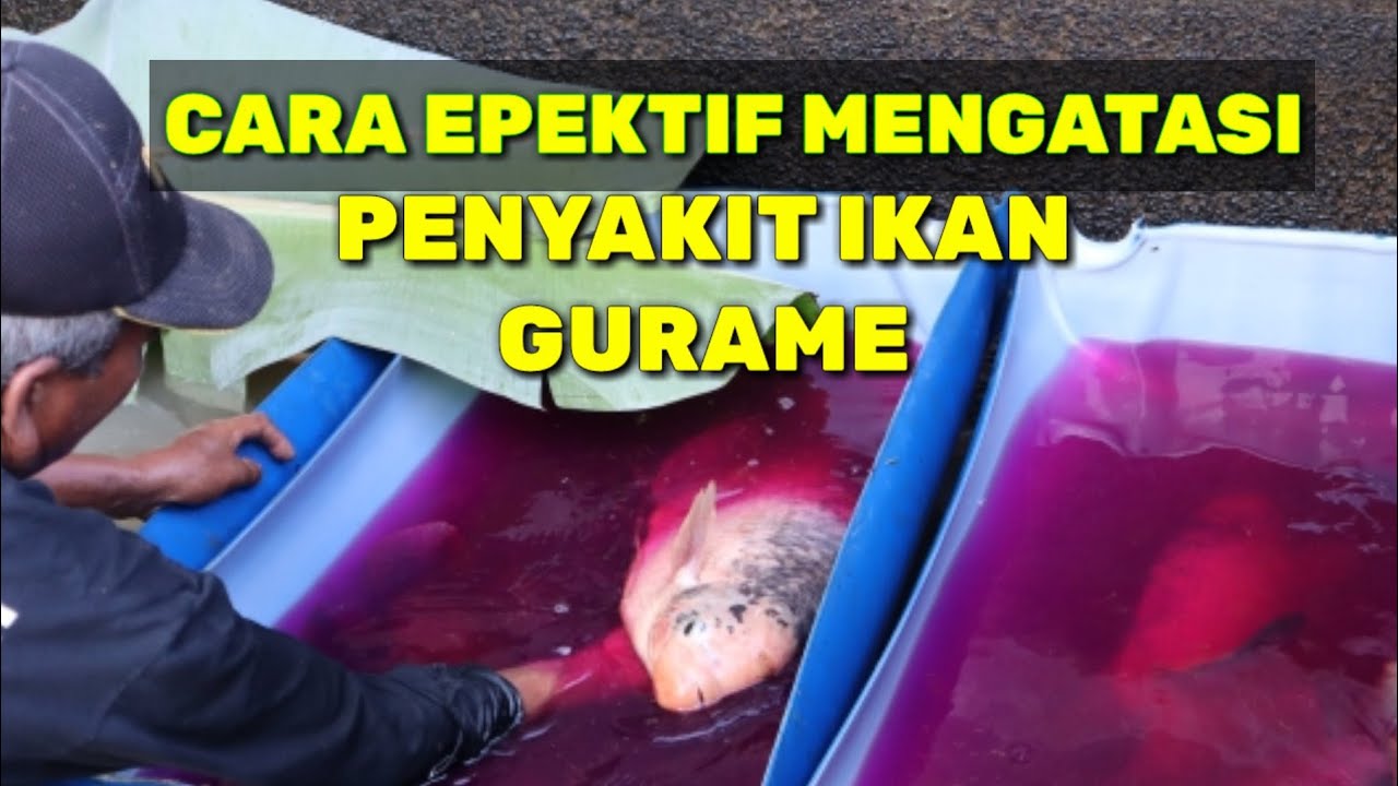 CARA EPEKTIF MENGOBATI PENYAKIT IKAN GURAME