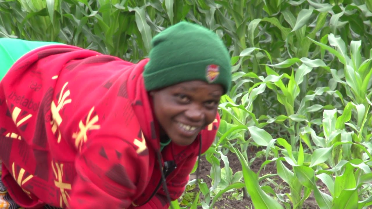 WFP Home Grown School Feeding Programme