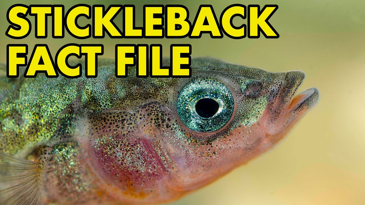 Stickleback: Fact File (British Wildlife Facts)