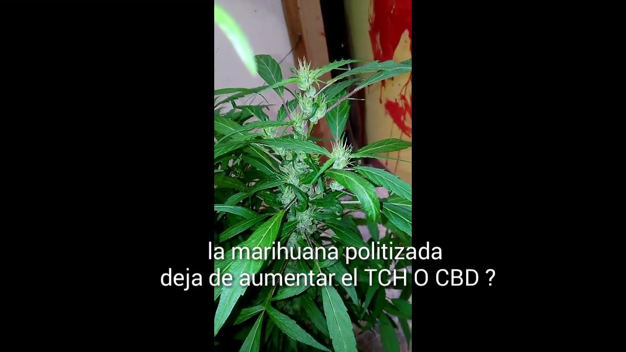la marihuana polinizada deja de aumentar el THC O CBD ?