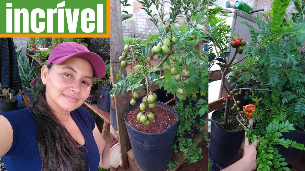 Minhas Frutíferas Produzindo em Vaso