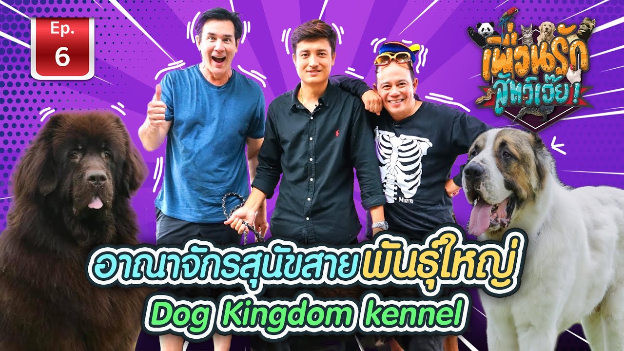 Dogkingdom อาณาจักรสุนัขสายพันธุ์ใหญ่ I เพื่อนรักสัตว์เอ๊ย Ep.6 #DogKingDom