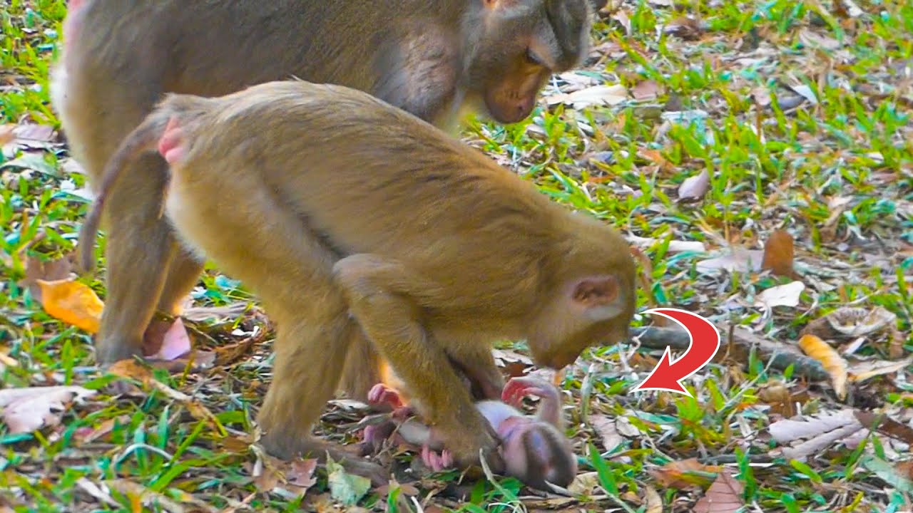 Monkey Pretty almost taking baby Lily successfully & Rainbow come to help mama