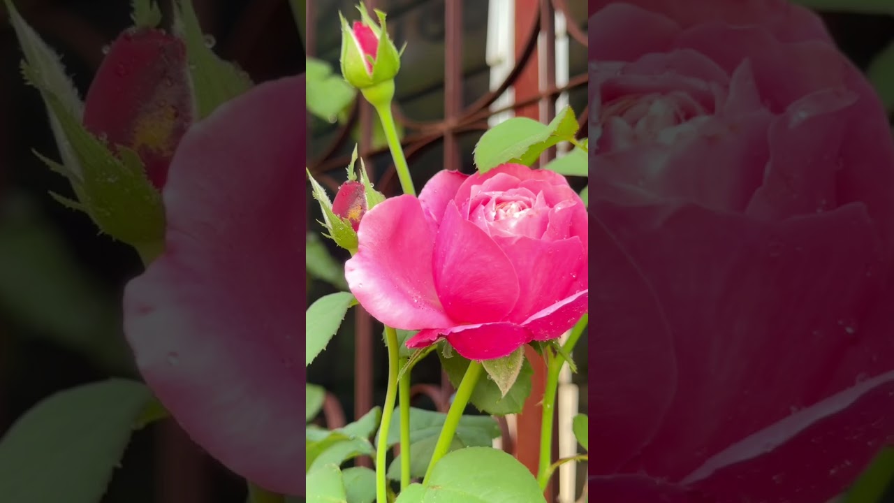 คือแบบ คือแบบ มันสวยมาก กินข้าวรึยัง(คือคำทักทายบ้านฉัน) #สวนกุหลาบของบาส 