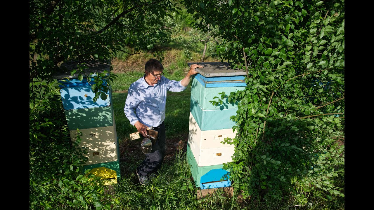 Przegląd rodzin pszczelich Mieczysław Dobraczyński 21.06.2020