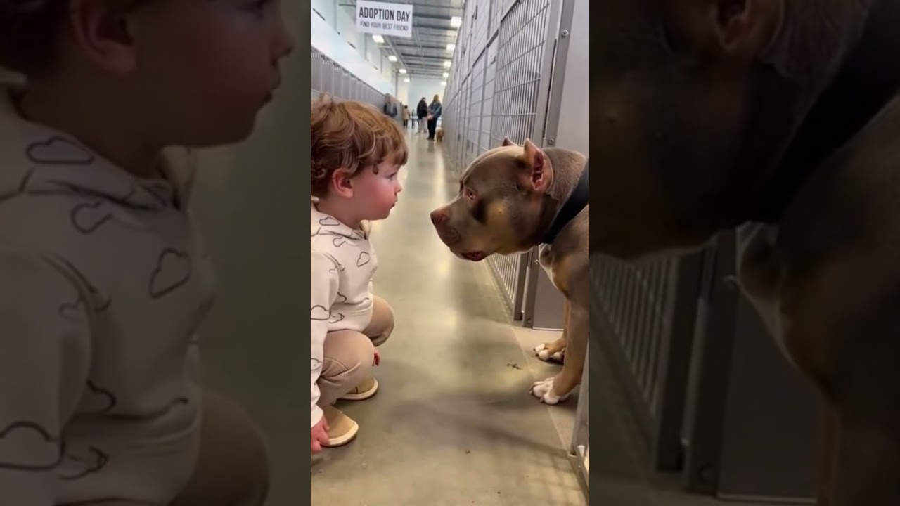 Little Kid Says &ldquo;I Love You&rdquo; to Giant Bully&hellip; And the Dog Answers Back 🐶💛
