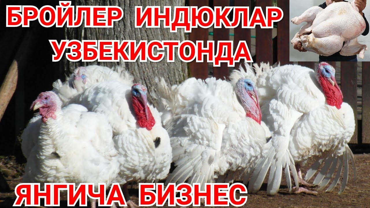 КИШЛОК УЙ ШАРОИТИДА 👍 БИЗНЕС | ИНДЮК БОКИШ БИЗНЕС | ЯНГИЧА УСУЛИ | Абдуллох Атабаев