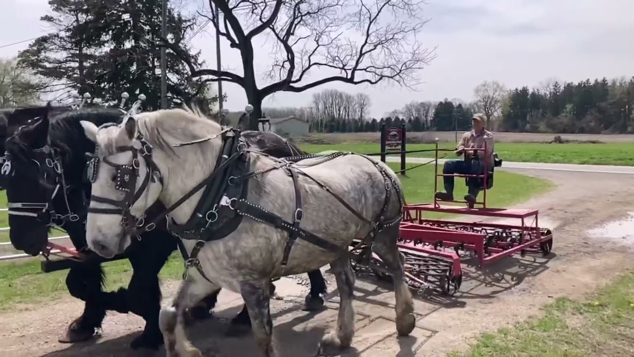 Planting sweet corn with our draft horses