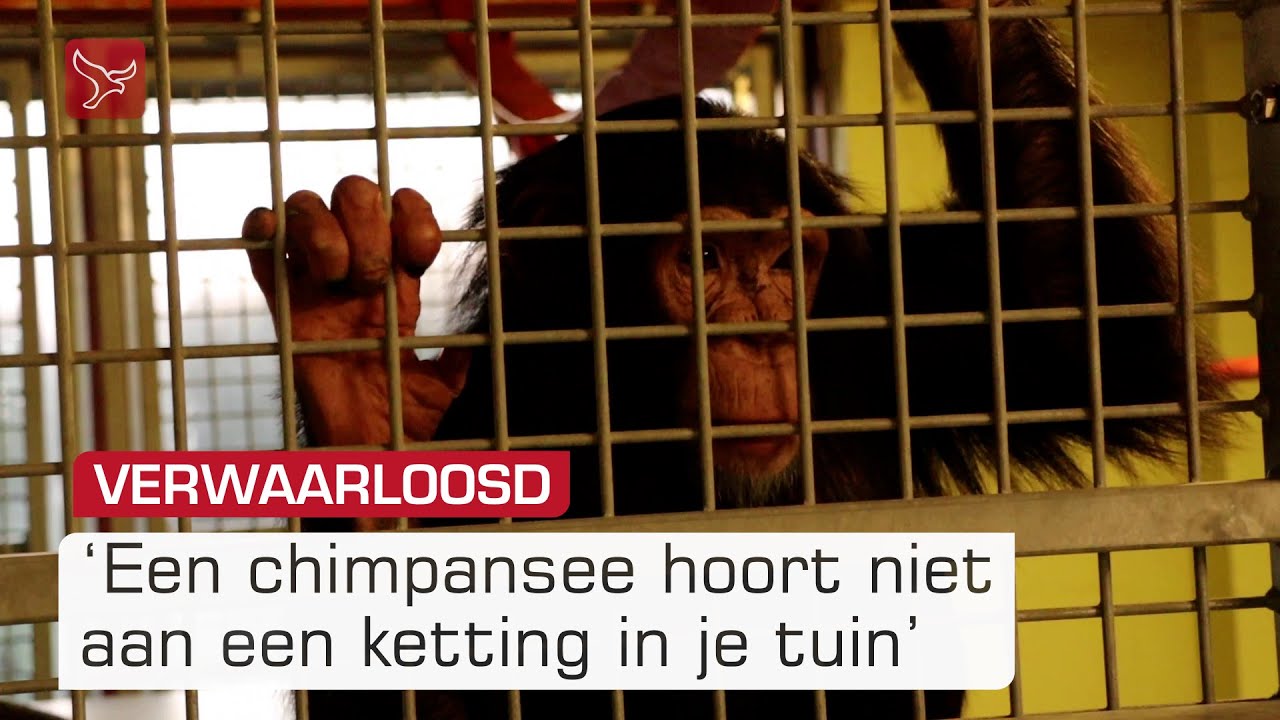 Verwaarloosde aap Giggi krijgt nieuw thuis in Almere | Omroep Flevoland