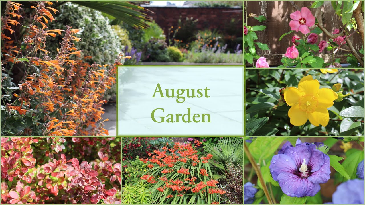 August garden tour flowers & shrubs summer in my walled garden UK 2022