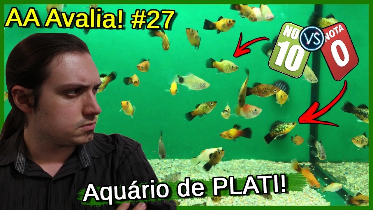 Avaliei um Aquário de PLATI (Platy)! - AA Avalia #27