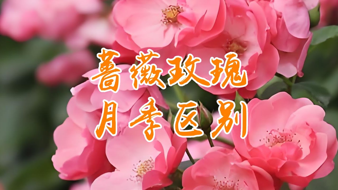 别再搞混啦！蔷薇、玫瑰、月季的区别，看完就懂！