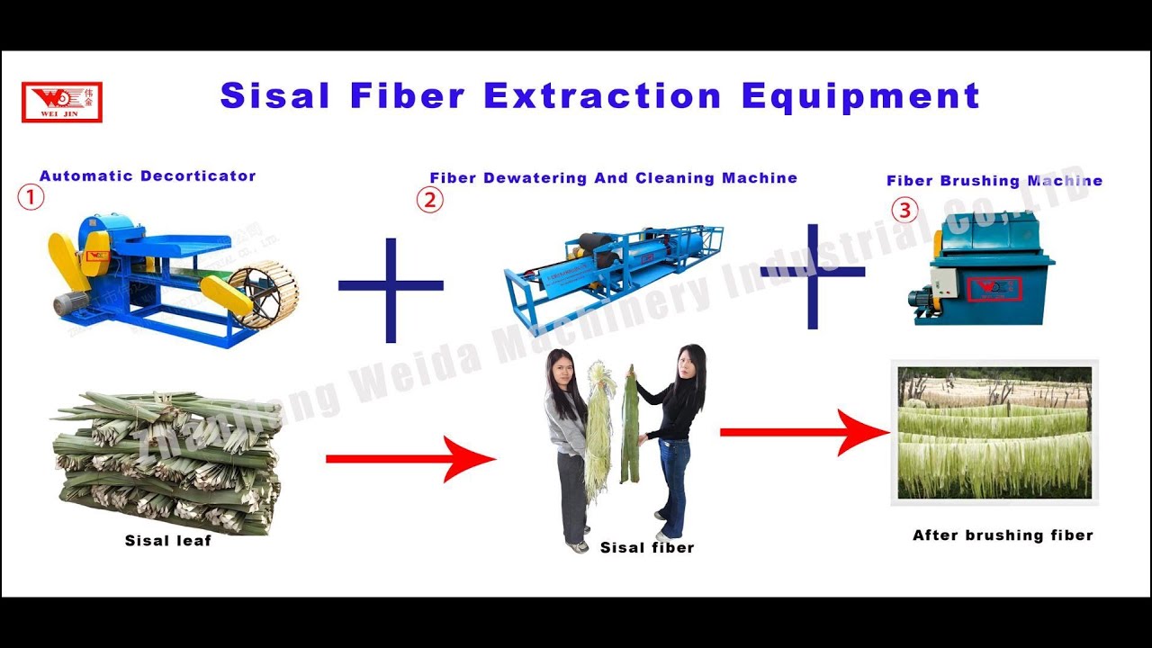 On-site Live Shots of Sisal Fiber Processing🌳Automatic Decorticator4402+Dewatering+Brushing#machine