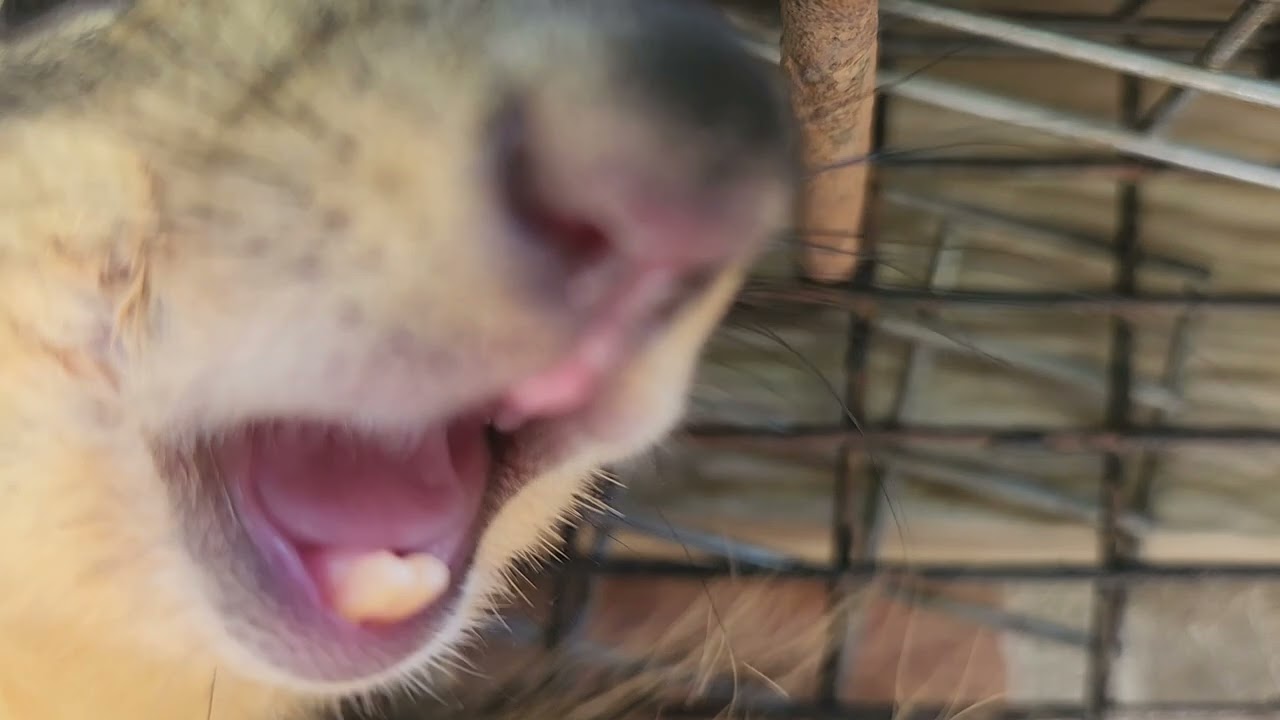 Safe And Humane Squirrel Removal