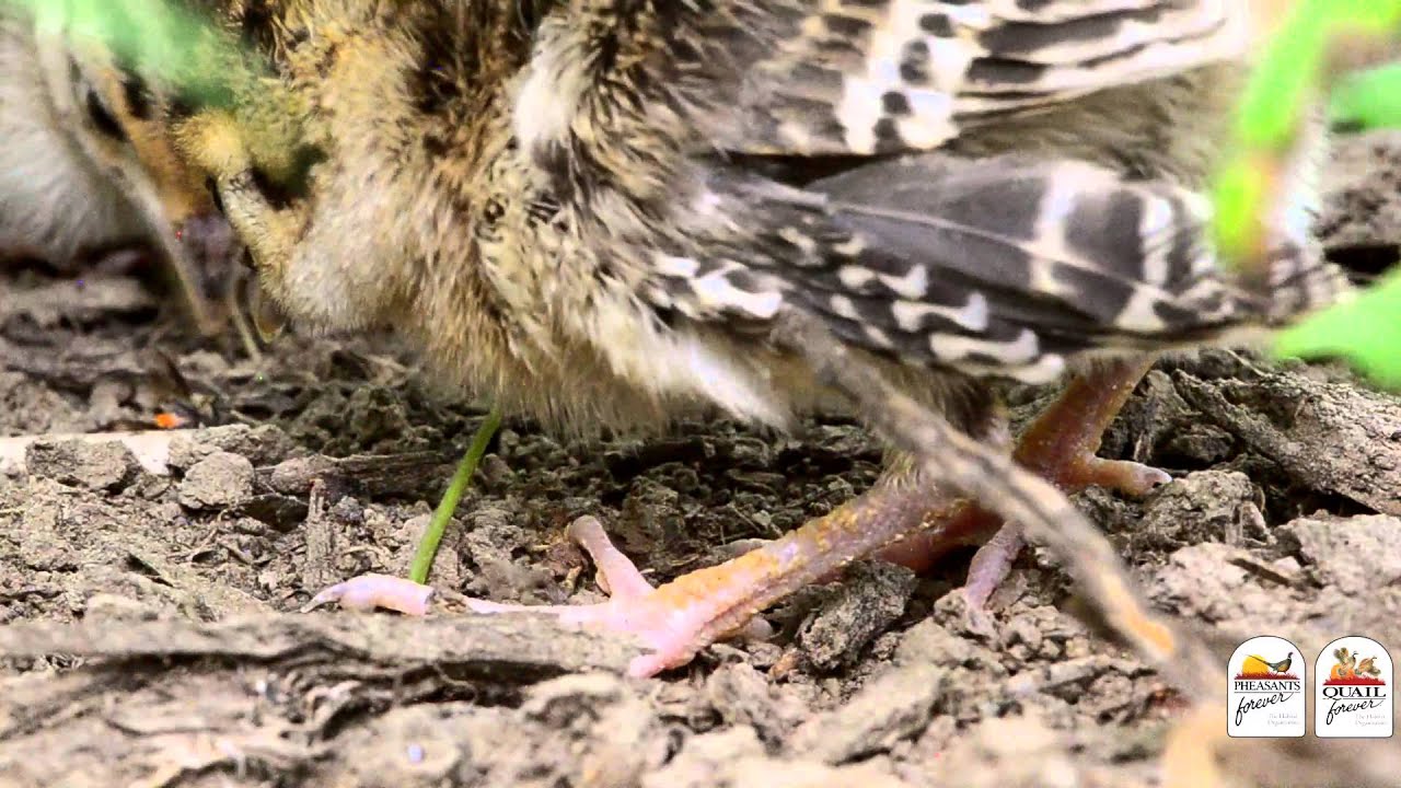 Foraging Pheasant Chicks