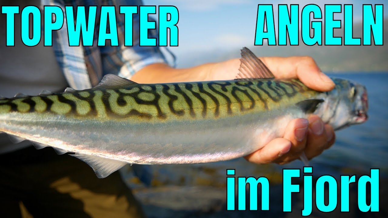 Topwater angeln in Norwegens Fjorden