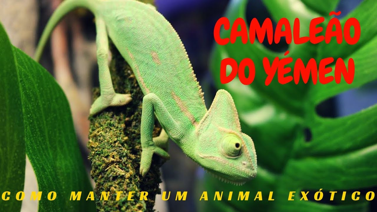 COMO MANTER UM CAMALEÃO DO YÉMEN !