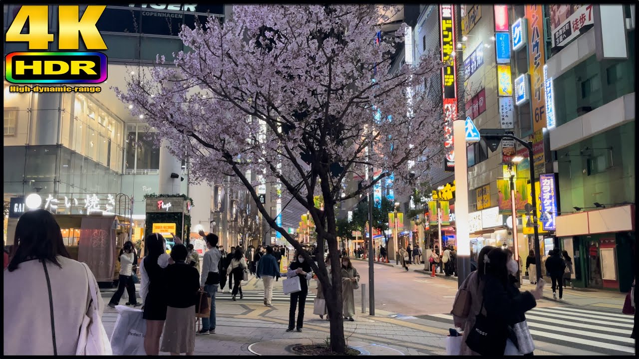 Early Cherry Blossom in Shinjku 4K HDR