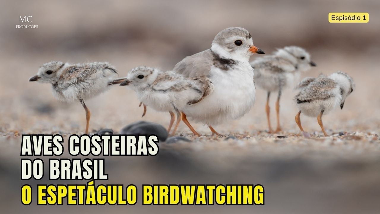 Aves Costeiras do Brasil &ndash; O Espet&aacute;culo Birdwatching