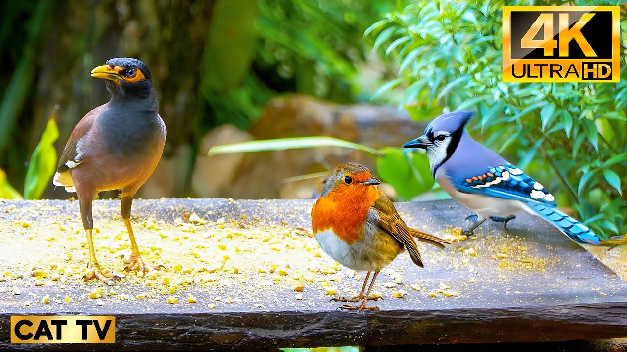 Cat TV 😺 Wild Birds in the Morning Sun | Fun & Relaxation for Cats Home Alone