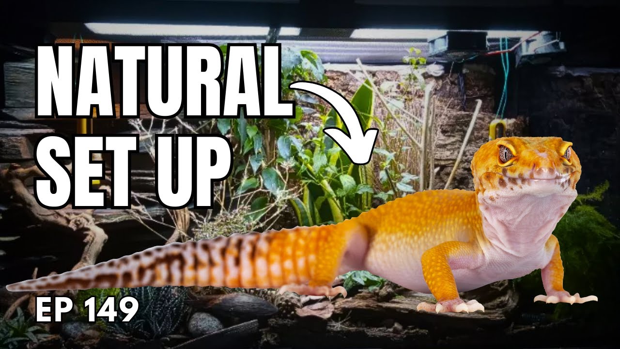 Bioactive Leopard Gecko Setup