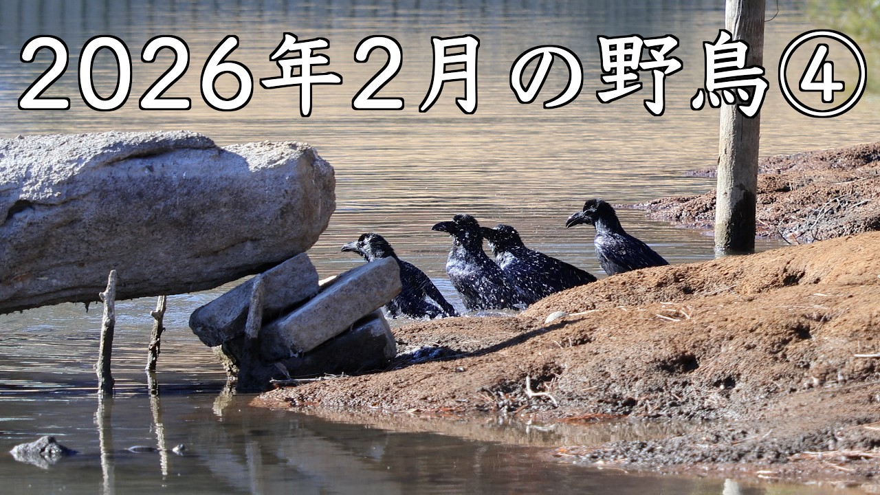2026年2月の野鳥④