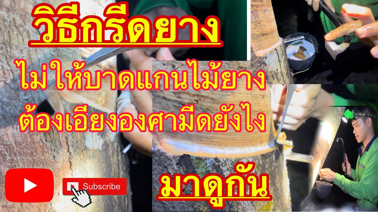 วิธีการกรีดยาง ไม่ให้บาดแกนไม้ยาง ต้องเอียงมีดกี่องศา และได้น้ำยางดีมากดูกันครับ