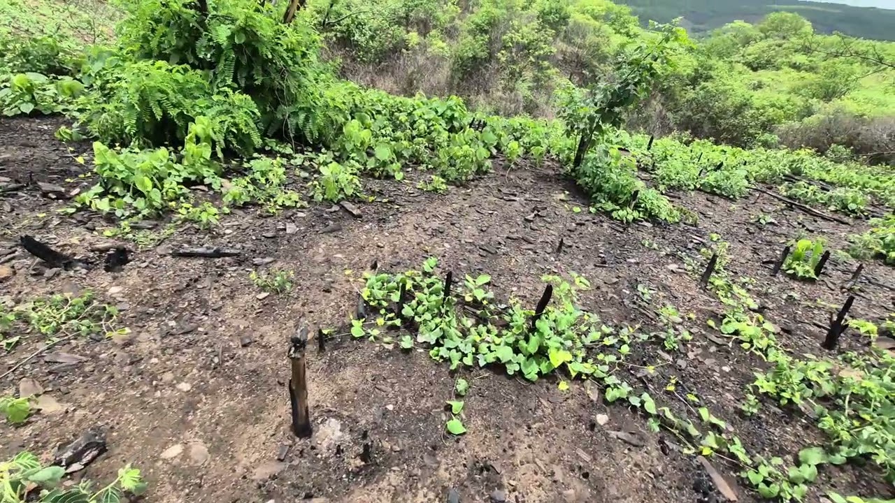 Terminamos a plantação da roça. 