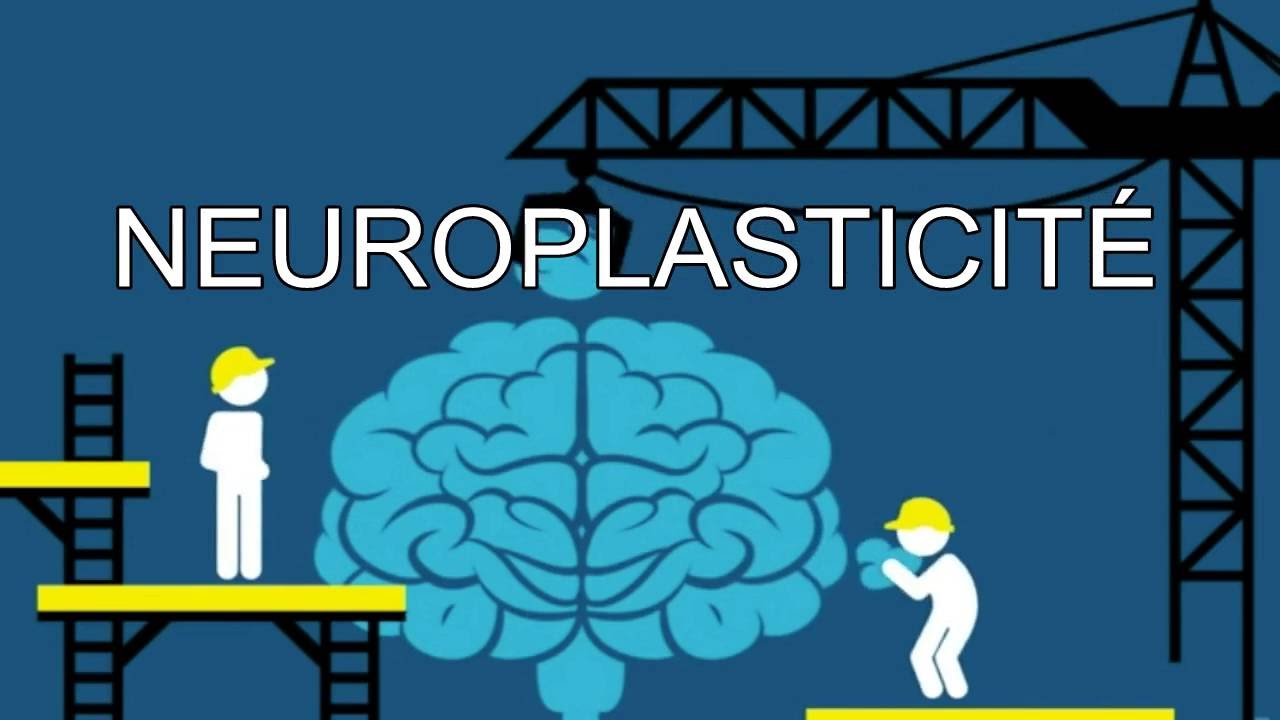 La neuroplasticit&eacute; expliqu&eacute;e simplement en 2 minutes