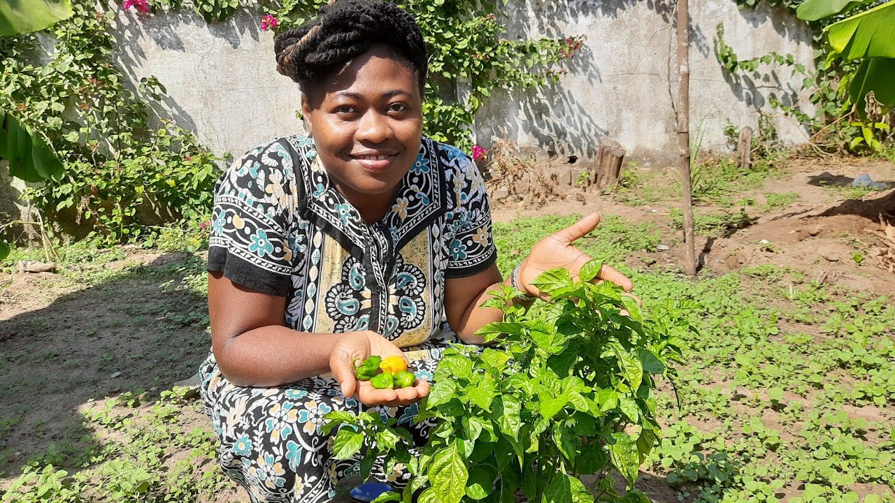 the gambia garden | gambia agriculture products | #gambiavlog | #permaculture| #africa
