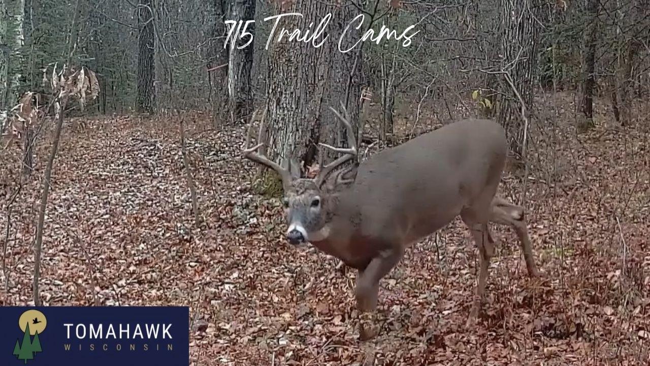 Real Chronological Trail Camera Encounters November 6th-10th 2025 Tomahawk Wisconsin
