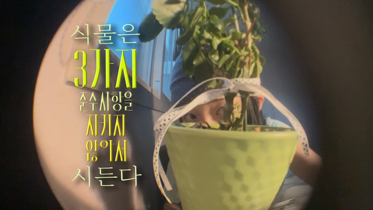 식물은 3가지 준수사항을 지키지 않아서 시든다 (2026)